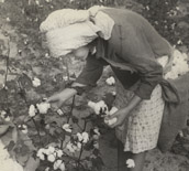 George Wiley's daughter picking cotton